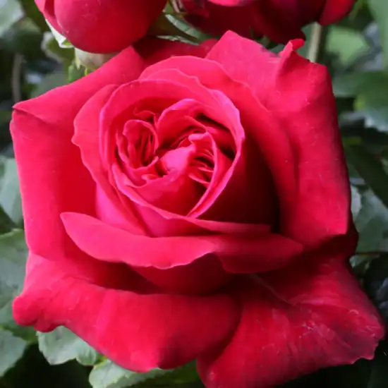 Trandafiri hibrizi Tea - Trandafiri - Dame de Coeur - 